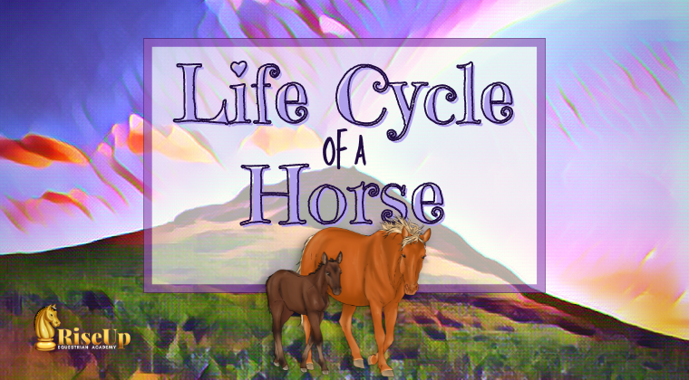 Life Cycle of a Horse Flip Book